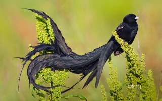 Black bird long feathers green - a green plant free wallpaper