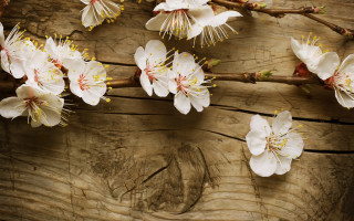 Dionisius branch white flower butterfly - a branch of a tree free wallpaper