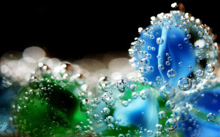 Blue flower water droplets macro 4 - petal free wallpaper for desktop