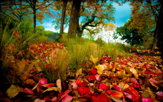 Autumn leaves red yellow forest - the grass and trees free wallpaper
