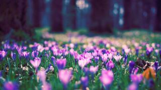 Purple flower field forest bokeh - tree and grass free wallpaper