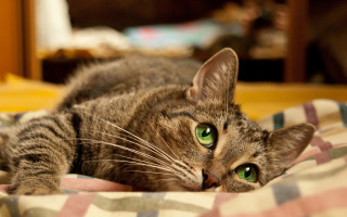 Cat green eyes bed checkered 2 - green eye free wallpaper