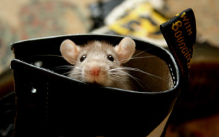 Rat bag chair tag vanitas - a tag free wallpaper