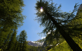 Mountain trees sunlight foliage fence - the branch free wallpaper