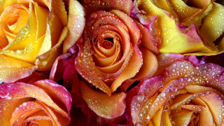 Roses water droplets romantic macro - anne dunn free wallpaper