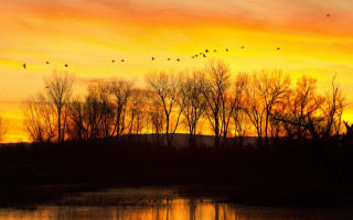 Sunset birds lake trees autumn - over the water free wallpaper