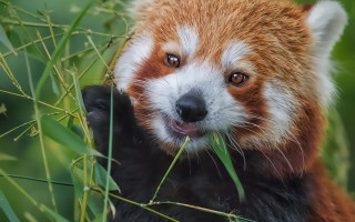 Red panda eating grass smiling - alex petruk ape free wallpaper