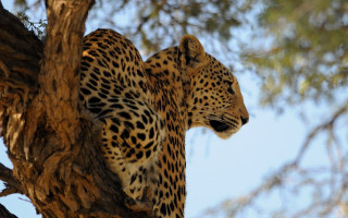 Leopard sitting in tree blurry - a leopard free wallpaper
