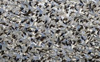 Flock of birds ecological art - the air together free wallpaper