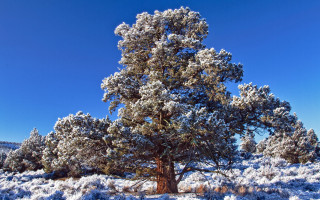 Snowy large tree autumn scene - grass and trees free wallpaper