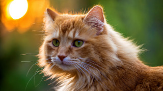 Cat orange green eyes heterochromia - and a blurry background free wallpaper