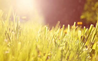 Grassy field sunset fireworks orange - a blurry background of trees and grass free wallpaper