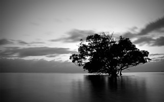 Lone tree lake sunset monochrome - a lone tree free wallpaper