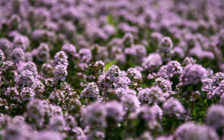 Purple flower field blurry background 4 - the middle of it free wallpaper