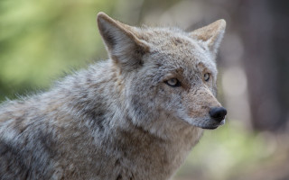 Wolf looking distance trees blurry - a wolf free wallpaper
