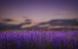 Purple flower sky twilight impressionist - a purple sky in the background free wallpaper