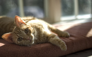 Cat bed window sunshine shiba - sunlight free wallpaper