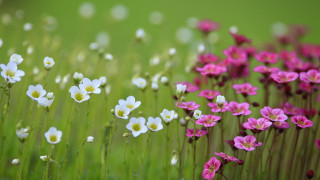 Flower field macro blurry background - the grass together free wallpaper