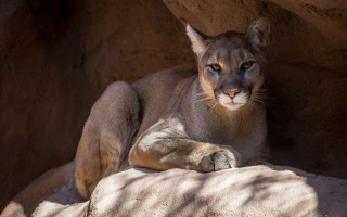 Mountain lion resting rock zoo - the rock free wallpaper
