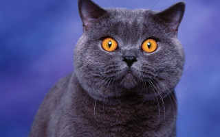 Gray cat yellow eyes blue - a gray cat free wallpaper