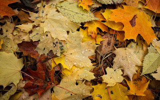 Leaves water droplets stop sign - water droplet free wallpaper