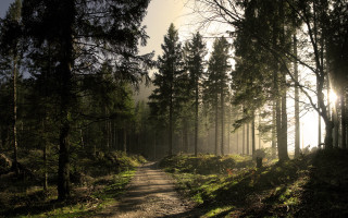 Dirt road forest sunshine fog 2 - a dirt road in the middle of a forest free wallpaper