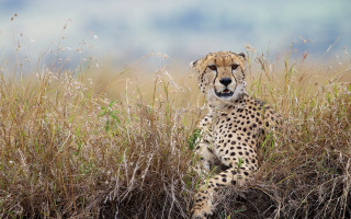 Cheetah field tallgrass weeds nature - tall grass free wallpaper
