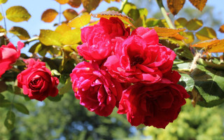 Red roses tree branch blue - red rose free wallpaper