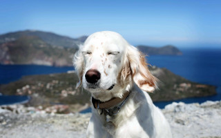 White dog brown spots ocean - a blue ocean in the background free wallpaper