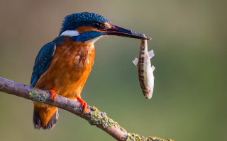 Colorful bird with fish on - its mouth free wallpaper