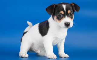 Small black white dog blue - de stijl free wallpaper