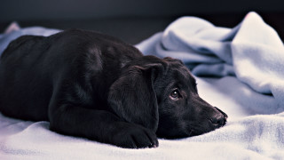 Black puppy white blanket sad - his face free wallpaper