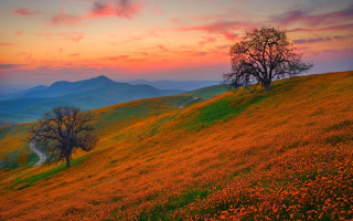 Tree hill sunset road flowers - a hill free wallpaper