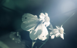 White butterfly lily flower vase - soft free wallpaper