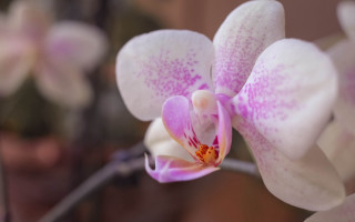 Pink flower macro bokeh blurry 3 - daphne mcclure free wallpaper