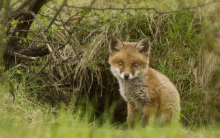 Small fox grassy tree bushes - a tree and bushes free wallpaper