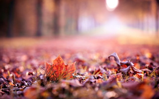 Autumn leaf light shining blurry - a leaf free wallpaper