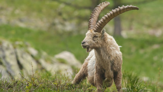 Goat long horns field grass 2 - its mouth open free wallpaper