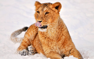 Lion sitting snow tongue out - its tongue free wallpaper