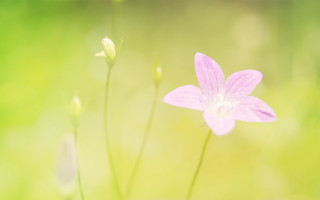Pink flower green background macro 9 - soft free wallpaper