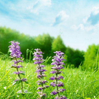 Purple flowers green field trees - environmental art free wallpaper