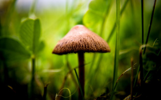 Mushroom grass blurry background bokeh - a blurry background of leaves and grass free wallpaper
