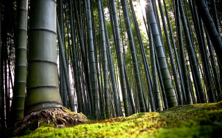Trees grass sunshine ecological art - a group of trees free wallpaper