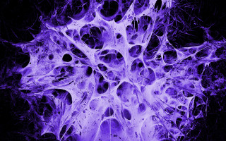 Purple flower holes neoplasticism microscopic - a purple flower free wallpaper
