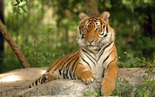 Tiger sitting on rock in - a tiger free wallpaper