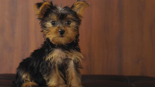 Small dog brown couch wooden - a small dog free wallpaper