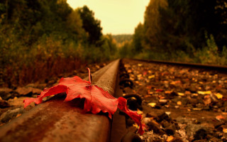 Leaf rail woods autumn fire - a rail free wallpaper