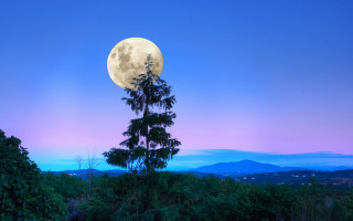 Full moon forest mountains purple - tree and mountains free wallpaper