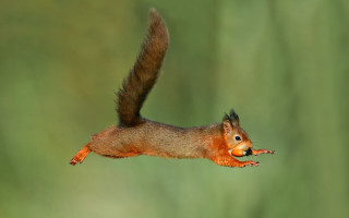 Squirrel flying food blue eyes - a piece of food free wallpaper