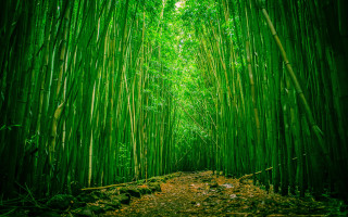 Bamboo forest path nature girls - a path free wallpaper
